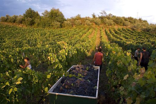 Vinitaly, oggi al via il padiglione Lazio di Arsial