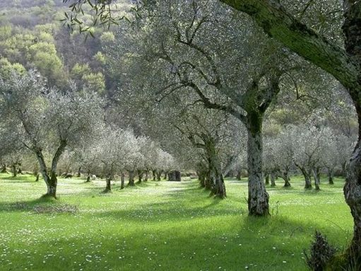 Gambero Rosso: nel Lazio due aziende ambasciatrici qualità oleica ciociara