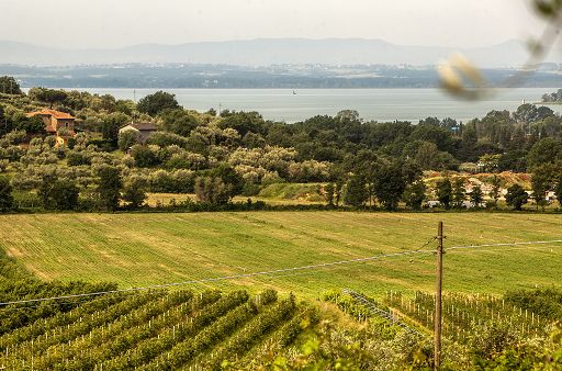 Consorzio vini Trasimeno a “Festa del Tulipano” a Castiglione del Lago