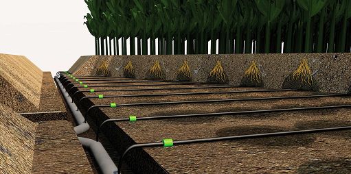 MartinoRossi: con sistema Underdrip meno consumi idrici e di fertilizzanti