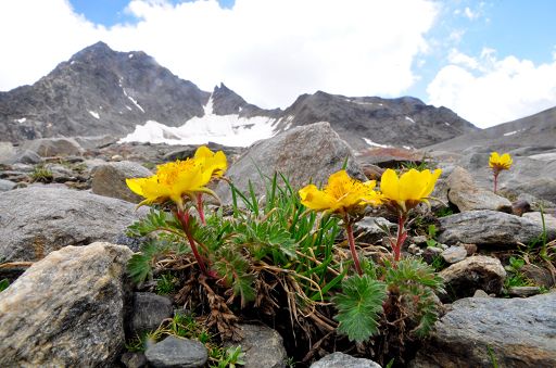 Biodiversità degli ambienti glaciali: al via progetto europeo