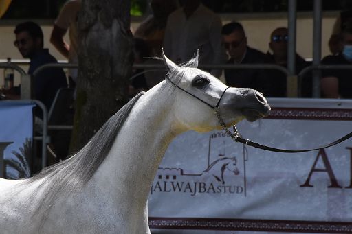 Torna in Versiliana la 22° edizione dell’Arte del cavallo