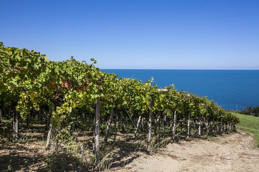 Settima edizione del premio giornalistico del Consorzio Vini Abruzzo