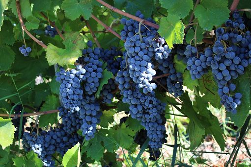 Vino, Uiv: eventuale distillazione non dreni risorse a investimenti