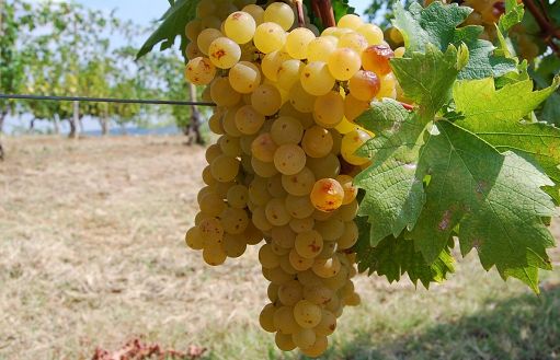 Vino, sette appuntamenti con la Malvasia tra Parma e Piacenza