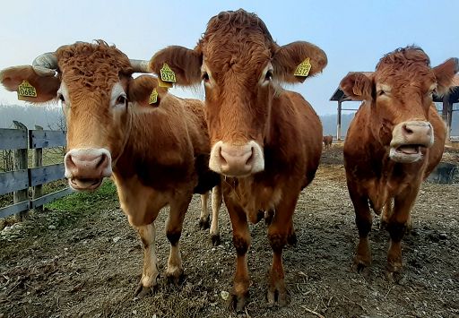 Slow Food: carne sintetica non è soluzione a domanda insostenibile