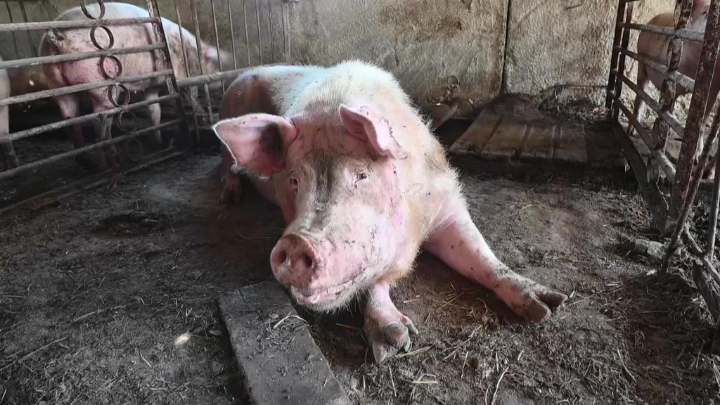 Confagicoltura: chiediamo al governo misure per la Peste suina