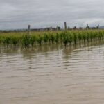 Alluvione, Enoteca Emilia Romagna: viti a rischio peronospora e oidio