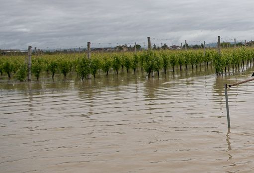 Alluvione, Enoteca Emilia Romagna: viti a rischio peronospora e oidio