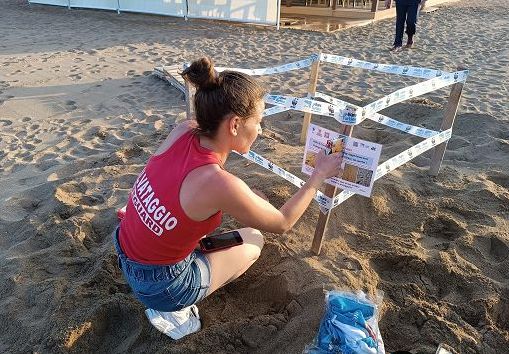 Wwf: in Sicilia i primi due nidi di tartaruga marina della stagione