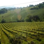 Torna la rassegna nazionale dei vini dei parchi e delle aree protette