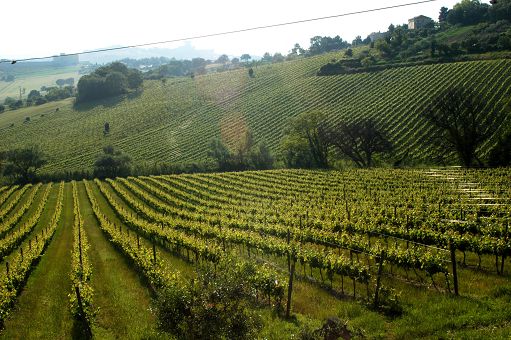 Torna la rassegna nazionale dei vini dei parchi e delle aree protette