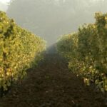Enoturismo, partnership tra Cantina La Scolca e Costa Crociere