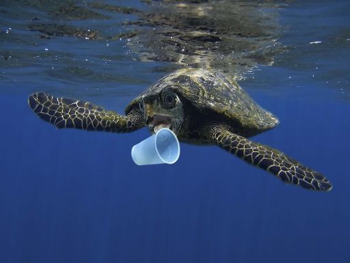 Ambiente, Wwf: è allarme plastica, superato il limite planetario