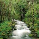 Luzi (CC): foreste cruciali per pianeta ma continuiamo a depredarle