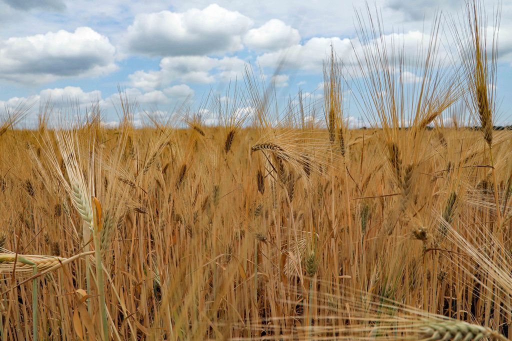 Ismea: prezzi cereali, tendenza in flessione in primi 3 mesi 2023