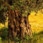 A Chieti focus su olivicoltura Appennini tra rilancio e abbandono