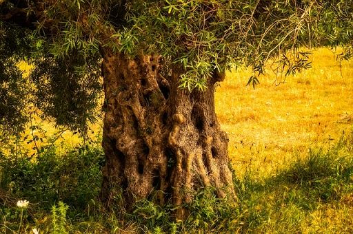 A Chieti focus su olivicoltura Appennini tra rilancio e abbandono