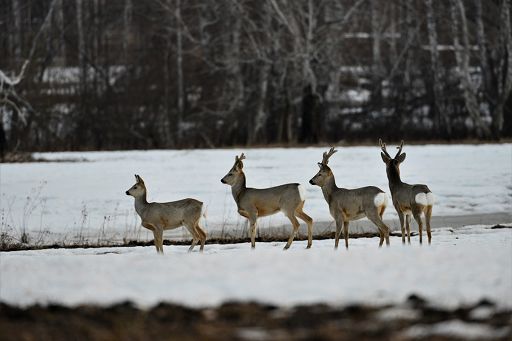 In Toscana ok a indirizzi su contrasto bracconaggio e ungulati