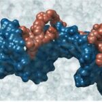 Ricerca, nanotrasportatori selettivi per contrastare tumori aggressivi