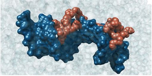 Ricerca, nanotrasportatori selettivi per contrastare tumori aggressivi