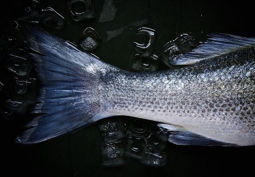 Al via in Alaska la stagione di pesca per il 2023, fino a ottobre