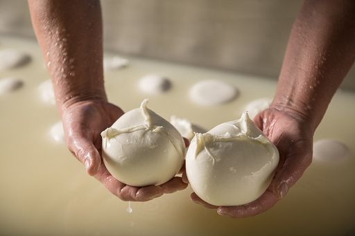 Bufala campana Dop: in 2022 produzione +3,8%, export +30,2%
