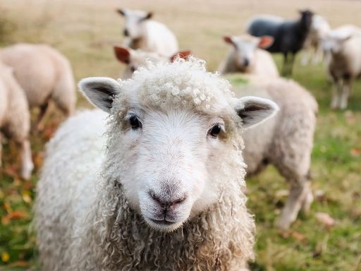 Cooperative toscane: alcuni mestieri agricoli a rischio abbandono