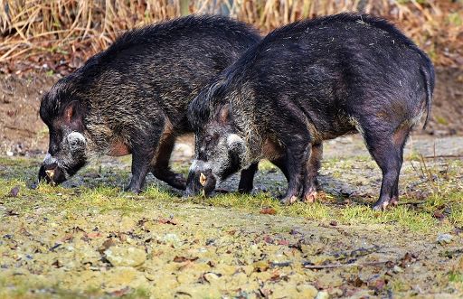 Confagricoltura: bene il nuovo dl contro la peste suina