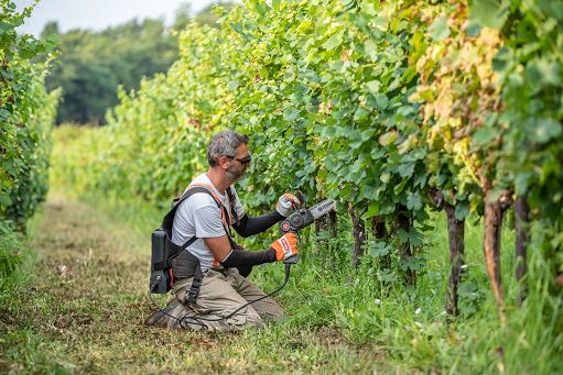 Vino, un corso di “dendrochirurgia” contro mal dell’esca della vite