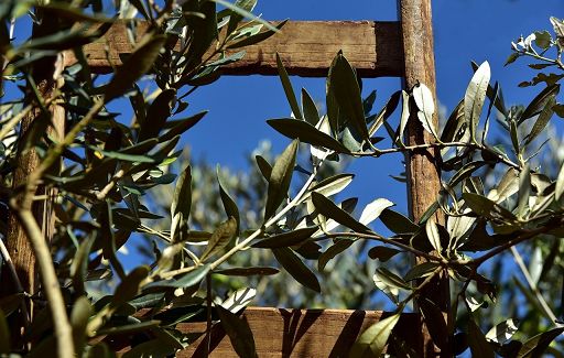 Olio d’oliva, cambio ai vertici di Fooi: presidente Anna Cane