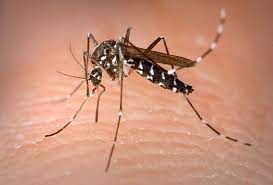 Dall’Ecdc un alert sulle zanzare invasive, Iss: ecco come difendersi