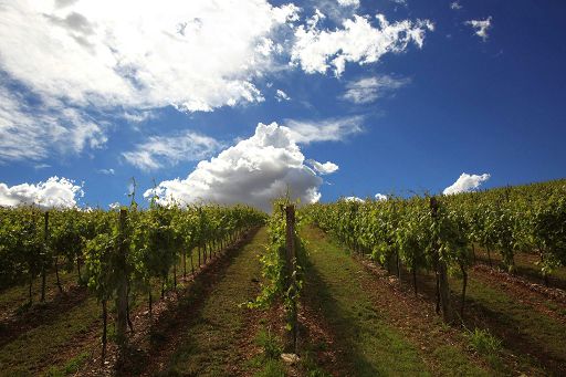 Vino, Giannitessari festeggia 10 anni impiantando nuovi vigneti