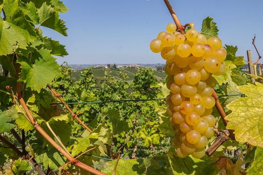Vino, Canelli è Docg: regolamento Commissione Ue la mette tra le Dop
