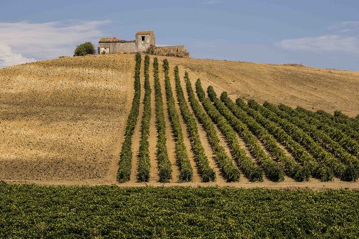 Consorzi siciliani al lavoro per nuovo Piano vitivinicolo regionale