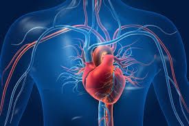 Malattie valvole cardiache sottostimate: in anziani 3 volte più frequenti