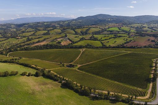 Vino, nel primo semestre 2023 Doc Maremma Toscana +13% sul 2022