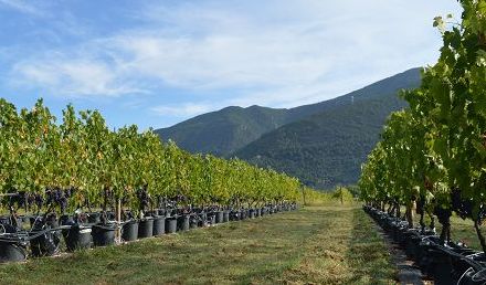 Unipi: per un buon vino serve l’acqua giusta, al momento giusto