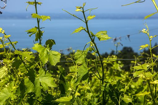 “Grenaches du monde”: 7 medaglie per i vini del Consorzio Trasimeno