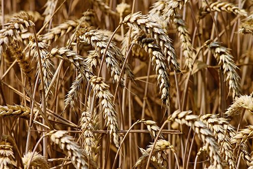Coldiretti Puglia: 8 navi scaricano grano straniero in porto