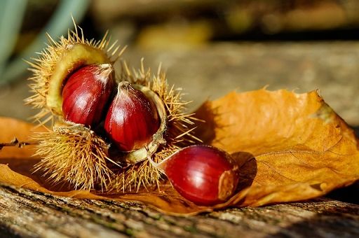 Castagneti, aumentano risorse bando regione Toscana