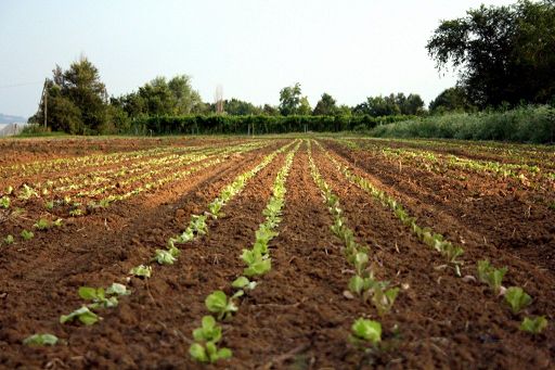 Con progetto Crea compost tea potenziati per suolo più fertile