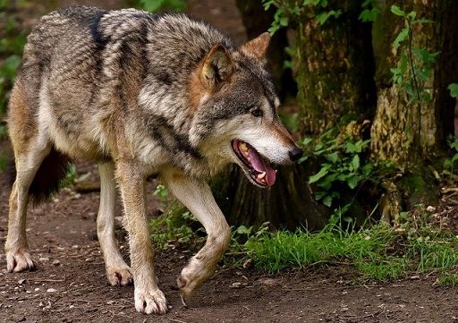 Da R. Piemonte 270mila euro per danni lupi ad agricoltura