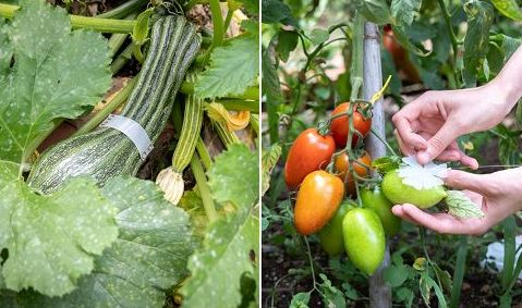 Agricoltura, sensori hi-tech per monitorare la crescita delle piante