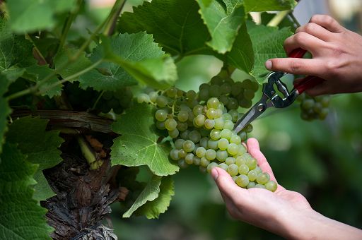 Vino, “in Veneto la vendemmia partirà tra il 23 e il 30 agosto”