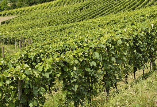 Vino, “nel Conegliano-Valdobbiadene flavescenza colpisce anche Piwi”