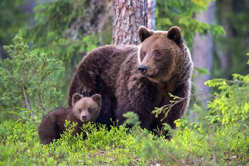 Ambiente, il Consiglio di Stato sospende l’abbattimento degli orsi JJ4 e MJ5