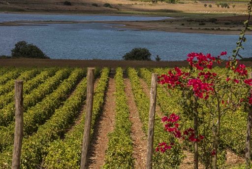 Vino, boom del Grillo Doc Sicilia: produzione +489% dal 2017