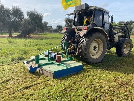Crea: da uomo impatto decisivo per propagazione Xylella