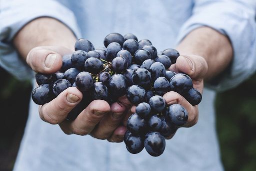 Vino, Guicciardini Calamai riconfermato a guida Morellino Docg
